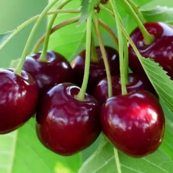 Вишня «Чудо-вишня» C7 высота 140-170 см