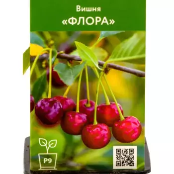Вишня Флора h45 см