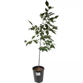 Вишня «Харитоновская» 2 года 24x80 см