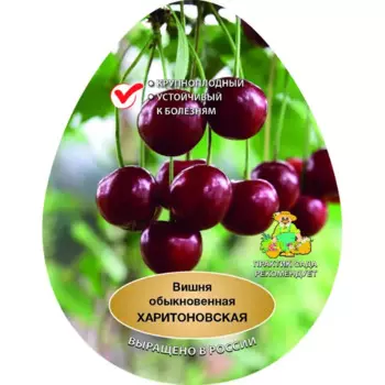 Вишня Харитоновская сетка h180 см