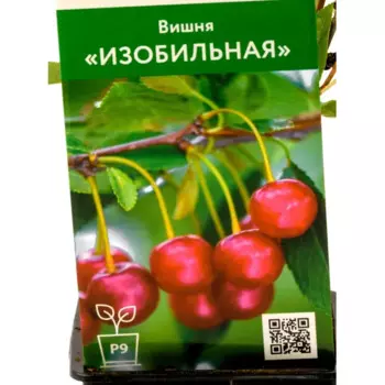 Вишня Изобильная h45 см