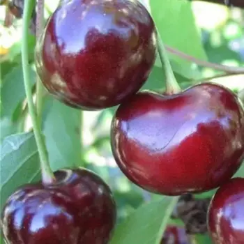Вишня «Подбельская» C7 высота 140-170 см
