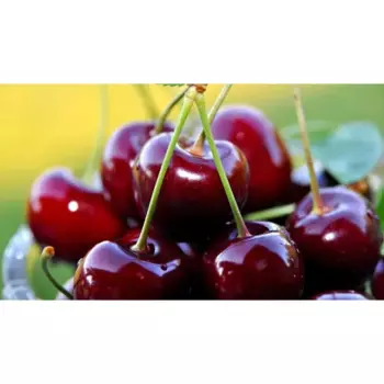 Вишня «Призвание» C7 высота 140-170 см