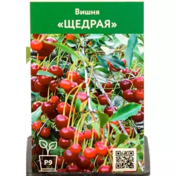Вишня Щедрая 9 h45 см