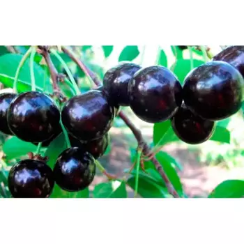 Вишня «Шоколадница» C7 высота 140-170 см