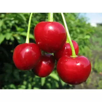 Вишня сортовая Любская 22 h90 см