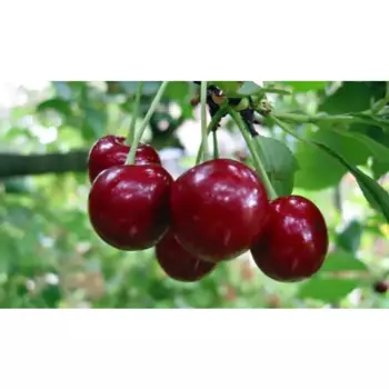 Вишня Тургеневская 19 h120 см
