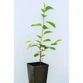Вишня «Уральская рубиновая» 1 год 12.5x30-50 см