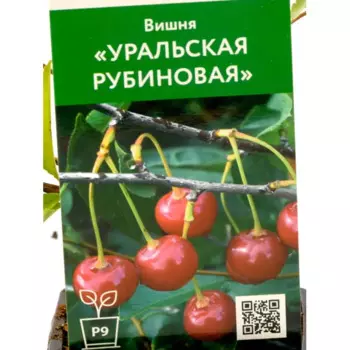 Вишня Уральская Рубиновая h45 см