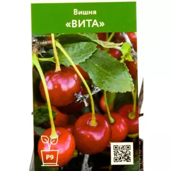 Вишня Вита 9 h45 см