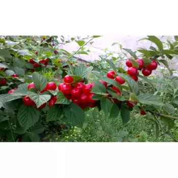 Вишня войлочная «Детская» C7 высота 140-170 см