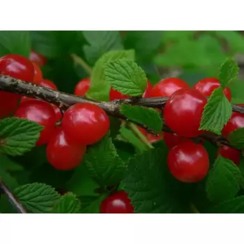 Вишня войлочная «Лето» C7 высота 140-170 см