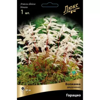 Волжанка двудомная Бордо луковица I