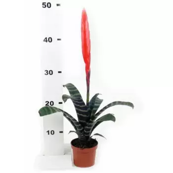 Вриезия Эра микс 10 h50 см