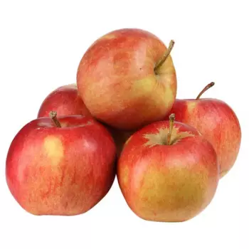 Яблоня «Айдаред» C4 высота 120-150 см