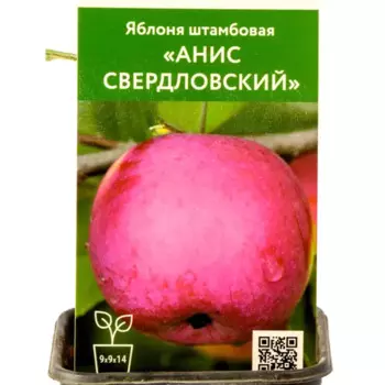 Яблоня Анис свердловский h80 см