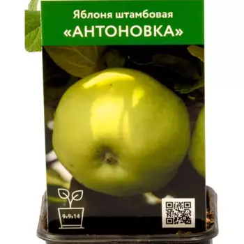 Яблоня Антоновка h80 см