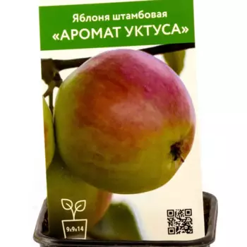Яблоня Аромат уктуса h80 см