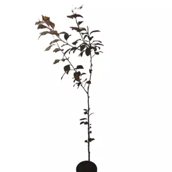 Яблоня Бренди Мейджик 18 см h100-120 см