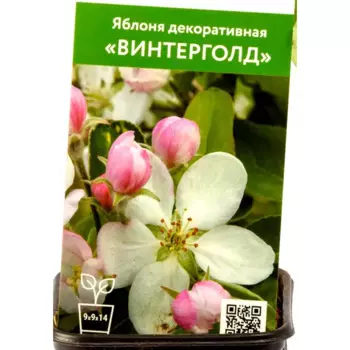Яблоня декоративная Винтерголд h90 см