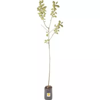 Яблоня домашняя «Звездочка» 3-5 л высота 100-180 см