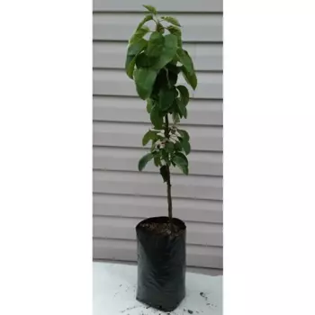 Яблоня двухлетняя Московское ожерелье 25 см h180 см