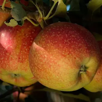 Яблоня «Джаноголд» C4 высота 120-150 см