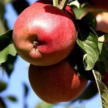 Яблоня «Джин» C4 высота 110 см