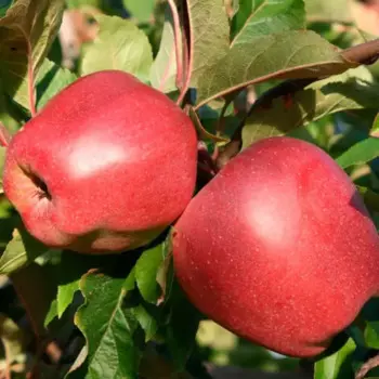 Яблоня «Глостер» C4 высота 120-150 см