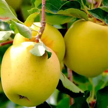 Яблоня «Голден делишес» C4 высота 120-150 см