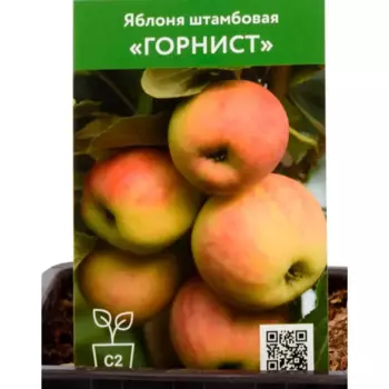 Яблоня Горнист h135 см