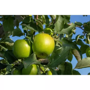 Яблоня «Грени Смит» C4 высота 120-150 см