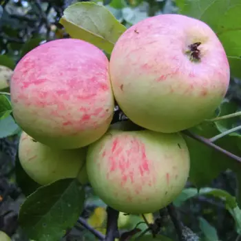 Яблоня Грушовка Московская 20 h120 см