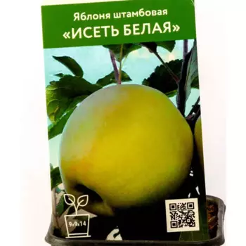 Яблоня Исеть белая h80 см