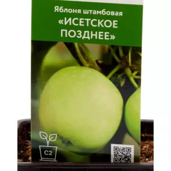Яблоня Исетское позднее h135 см
