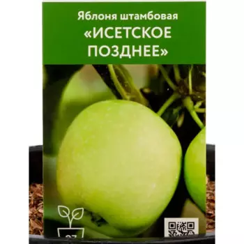 Яблоня Исетское Позднее h160 см