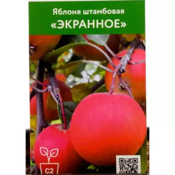 Яблоня Экранное h135 см
