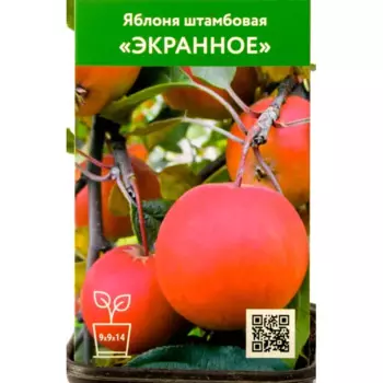 Яблоня Экранное h80 см