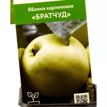 Яблоня карликовая Братчуд h90 см