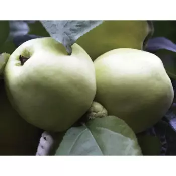 Яблоня карликовая Братчуд туба h60 см