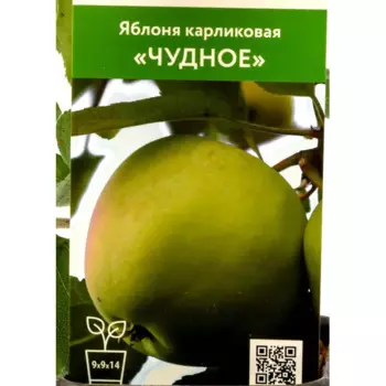 Яблоня карликовая Чудное h90 см