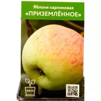 Яблоня карликовая Приземленное h90 см