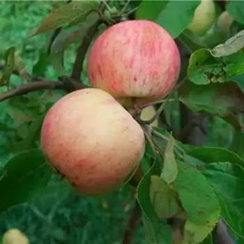 Яблоня колоновидная h30 см