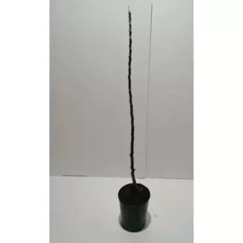Яблоня колоновидная Икша 18 см h50-80 см