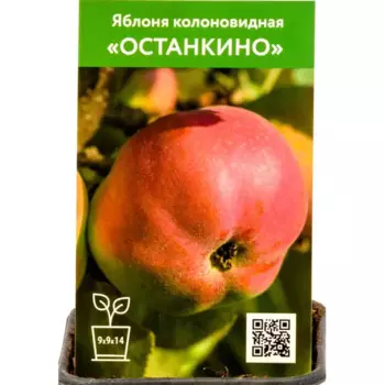 Яблоня колоновидная Останкино h80 см