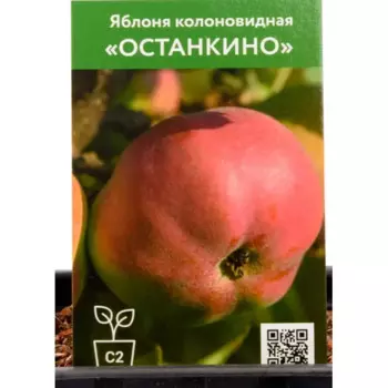 Яблоня колоновидная Останкино h90 см