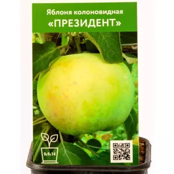 Яблоня колоновидная Президент h80 см