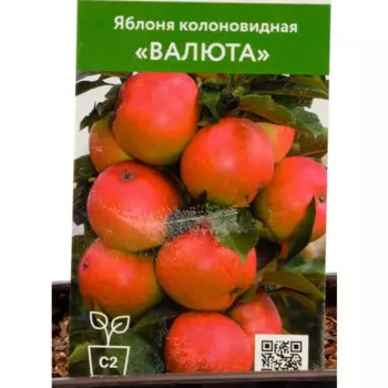 Яблоня колоновидная Валюта h90 см