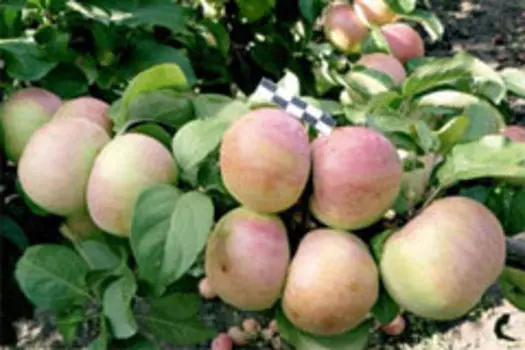 Яблоня колоновидная «Восторг» C4 высота 100 см