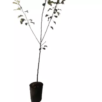 Яблоня Корей 18 см h100-120 см